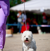 Рейтинговая выставка ЧРКФ ОС Есенинские встречи